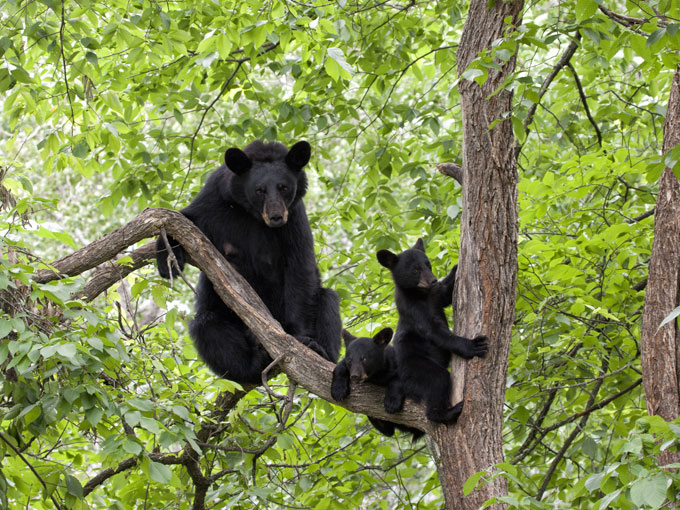 Few Animals that Can Actually Climb Trees