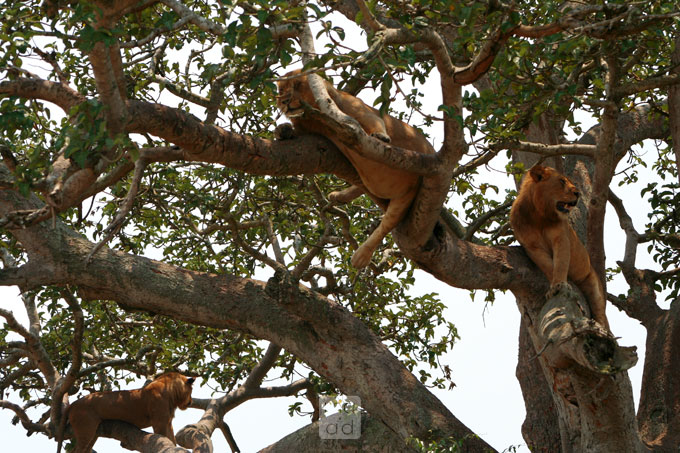 Lions relaxing on the tree 